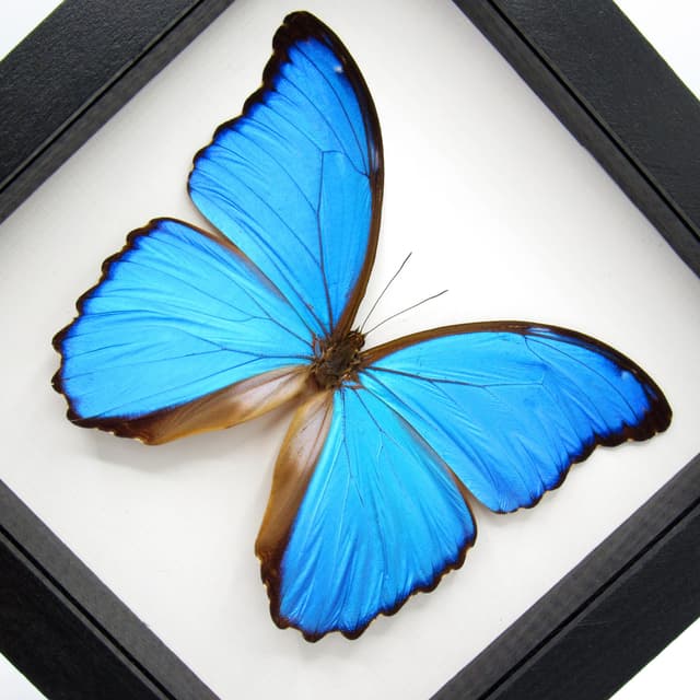 Real XL metallic blue framed butterfly - Morpho menelaus alexandrovna - 5.95 inch wingspan