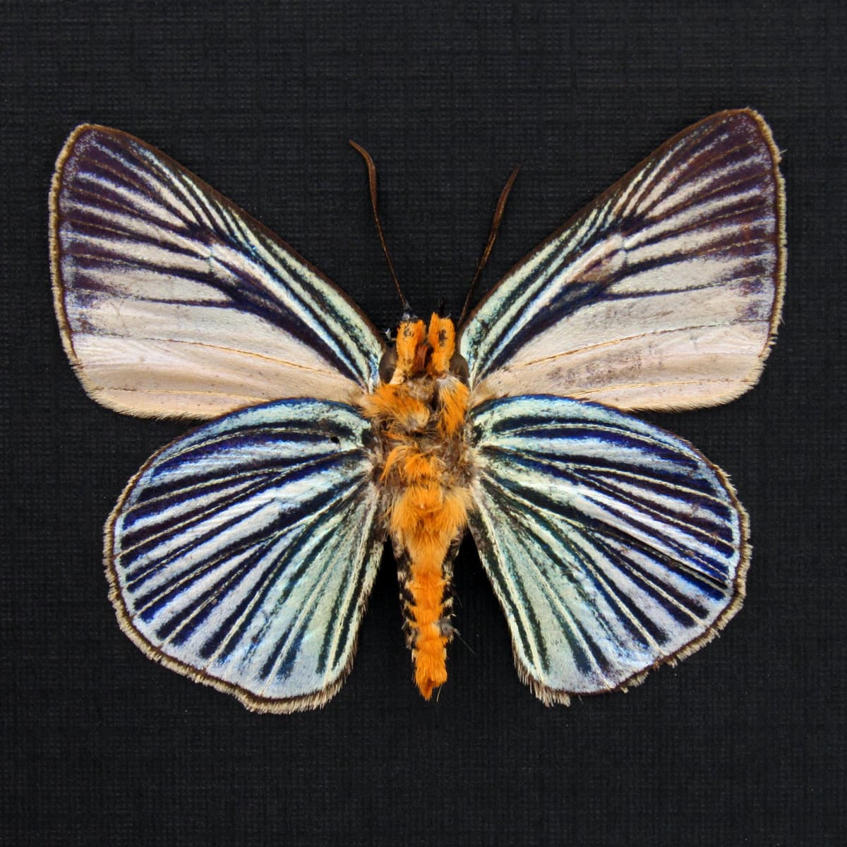 Real Blue Skipper butterfly framed taxidermy - Burara gomata