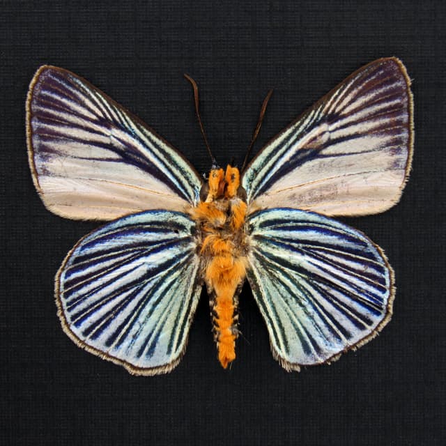 Real Blue Skipper butterfly framed taxidermy - Burara gomata