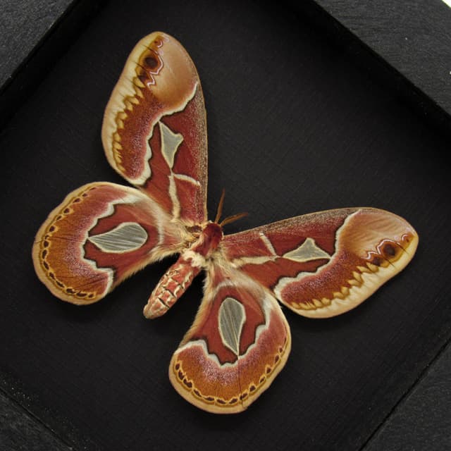 Real Saturn moth framed taxidermy - Rothschildia jacobaeae - female
