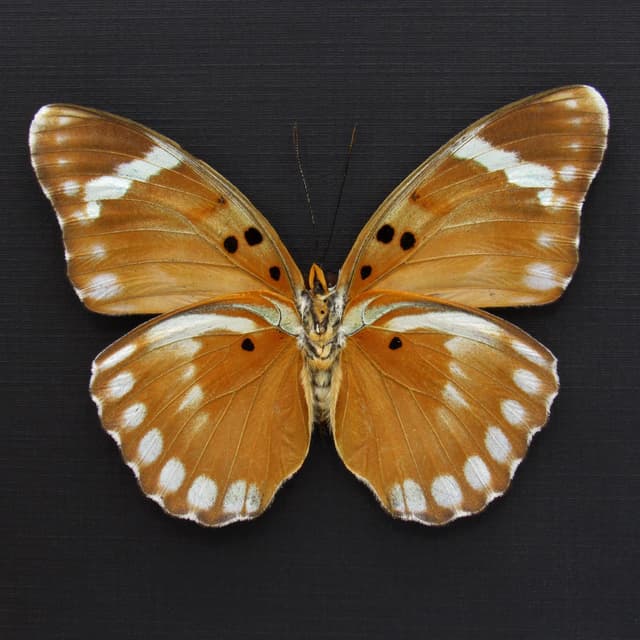 Rare Iridescent Bronze Forester butterfly framed specimen - Euphaedra themis niveovittata - large female