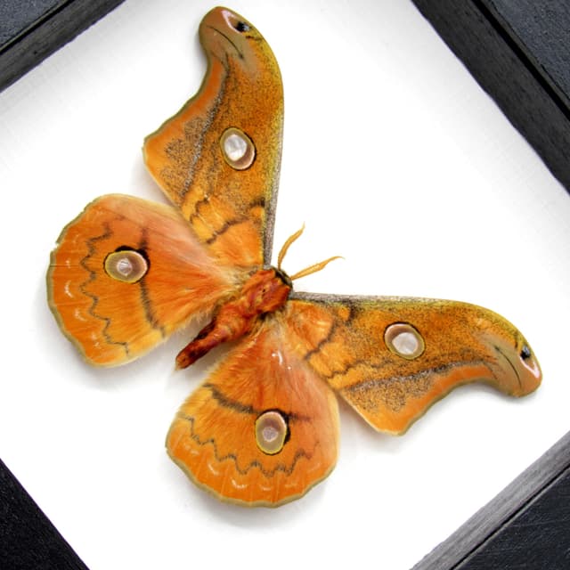 Rare Mexican Silk moth framed taxidermy - Copaxa parvohidalgensis - orange form