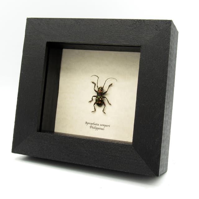 Real Longhorn beetle framed specimen - Aprophata semperi