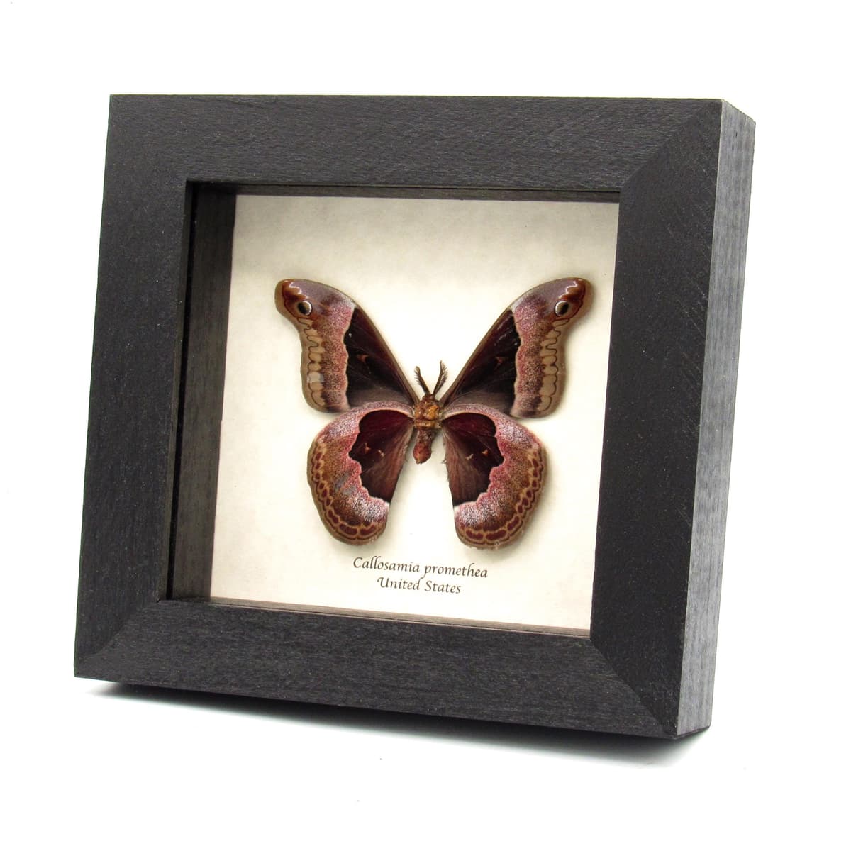 Real Promethea moth framed taxidermy - Callosamia promethea