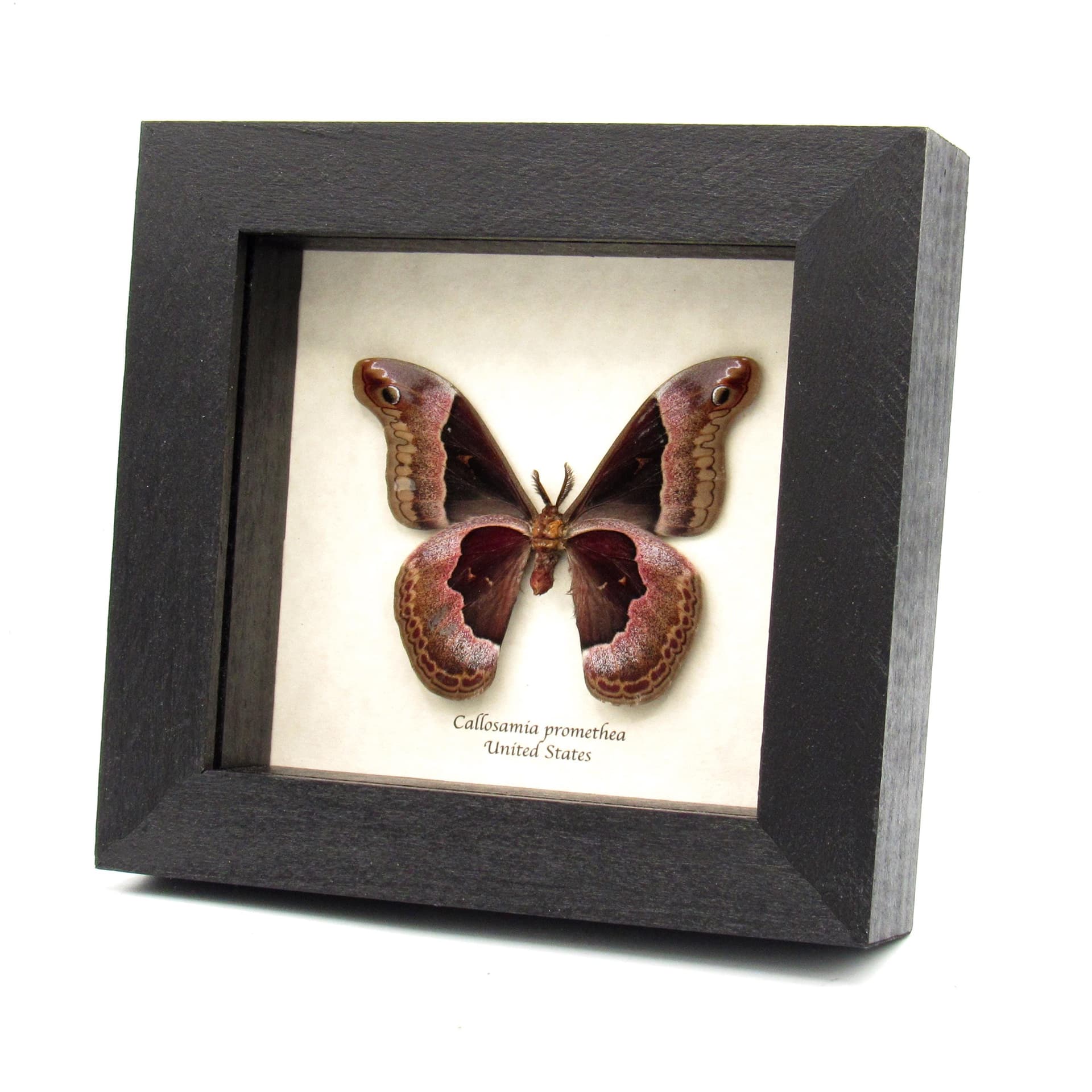 Real Promethea moth framed taxidermy - Callosamia promethea