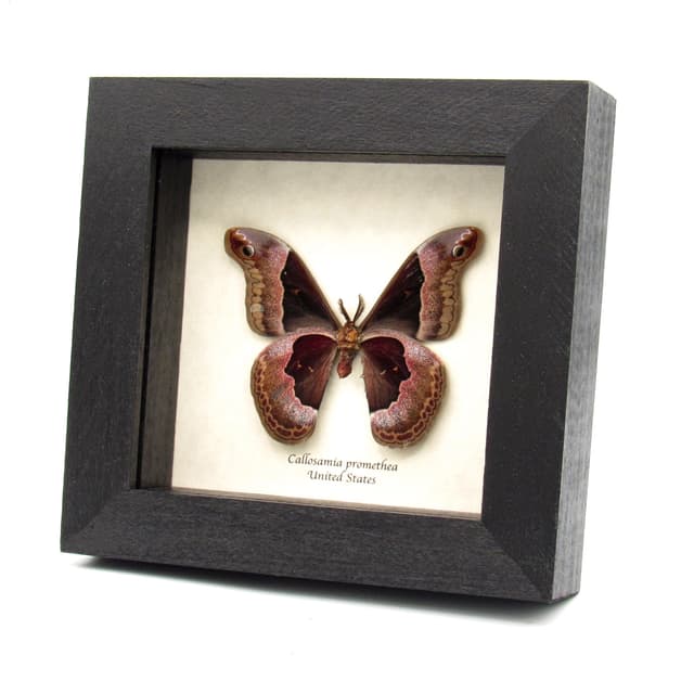 Real Promethea moth framed taxidermy - Callosamia promethea