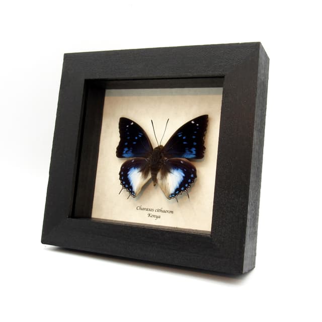 Real Blue Spotted Emperor butterfly framed taxidermy - Charaxes cithaeron