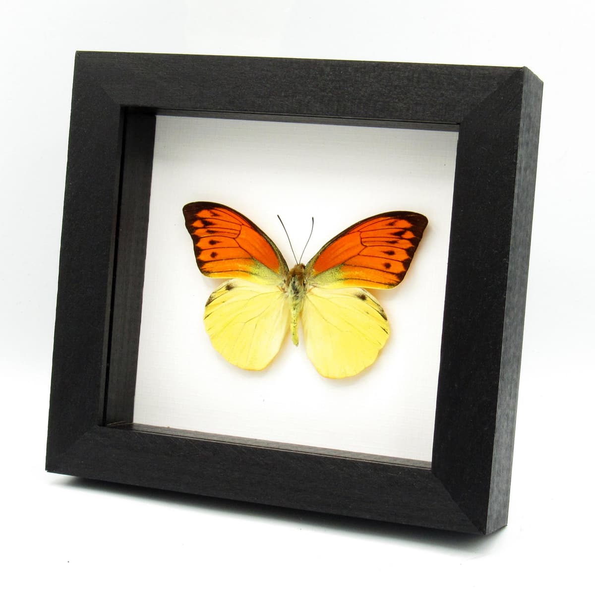 Real Orange Tip butterfly framed taxidermy - Hebomoia leucippe