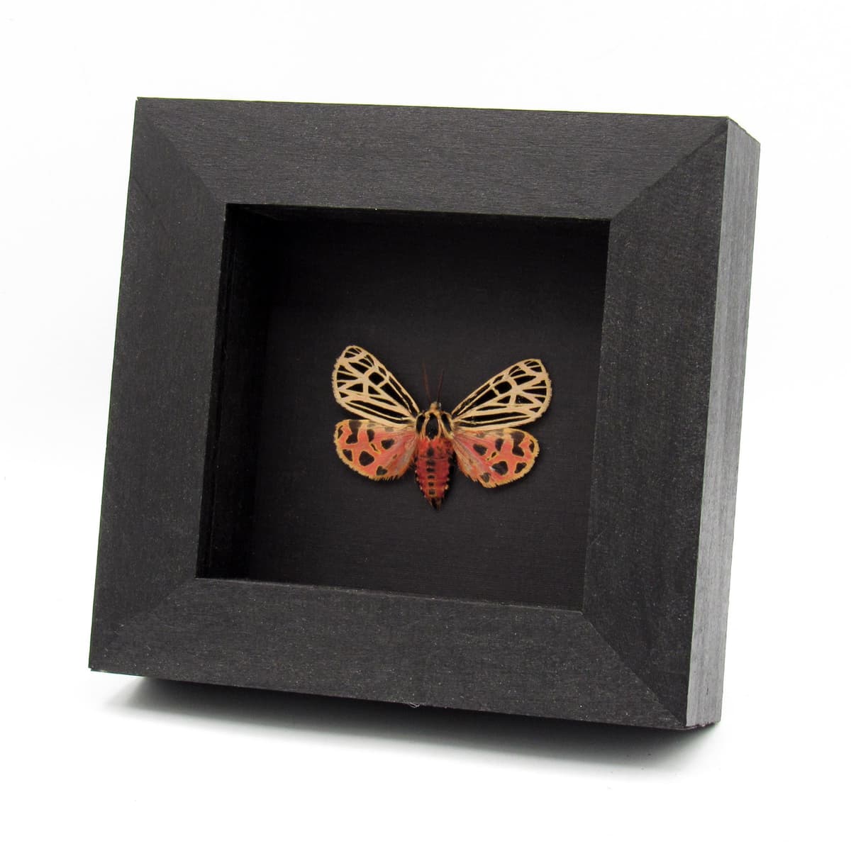 Rare Virgin Tiger moth framed taxidermy - Grammia virgo