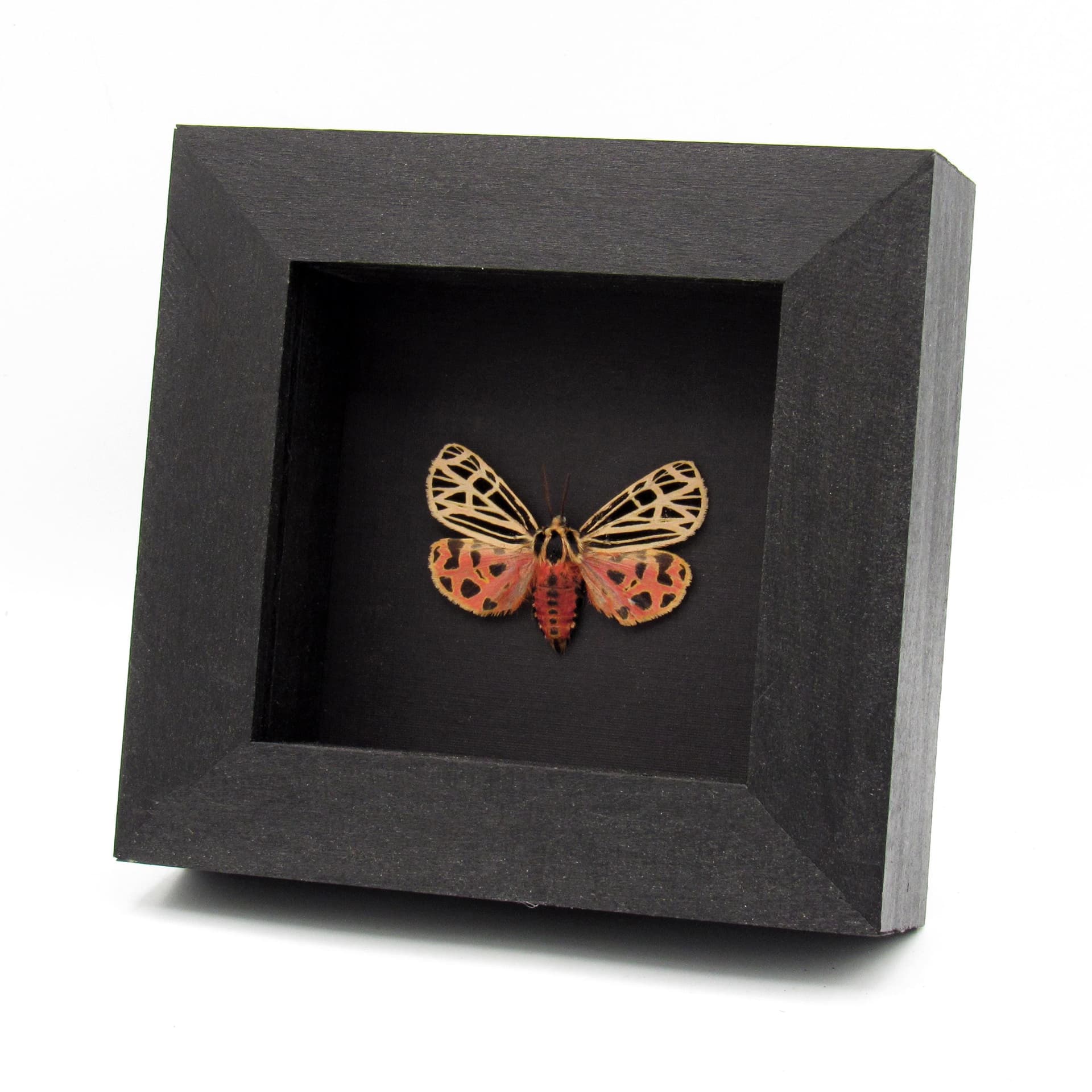 Rare Virgin Tiger moth framed taxidermy - Grammia virgo