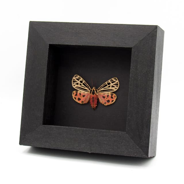 Rare Virgin Tiger moth framed taxidermy - Grammia virgo