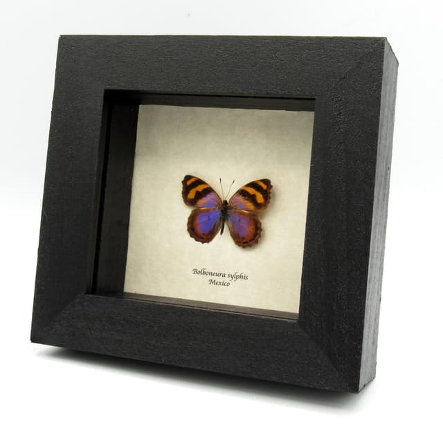 Rare purple butterfly framed taxidermy - Bolboneura sylphis