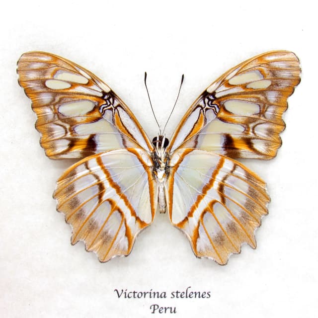 Real gold Malachite butterfly framed taxidermy - Victorina stelenes - light form