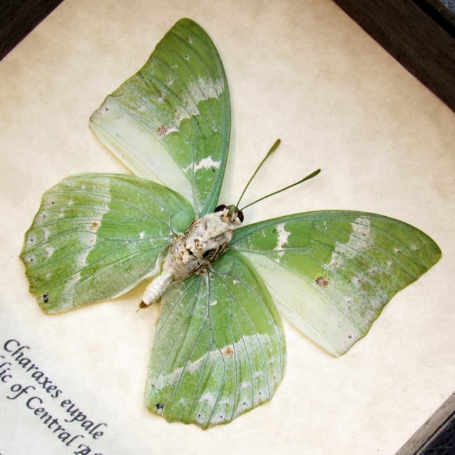 Real green butterfly framed taxidermy - Charaxes eupale