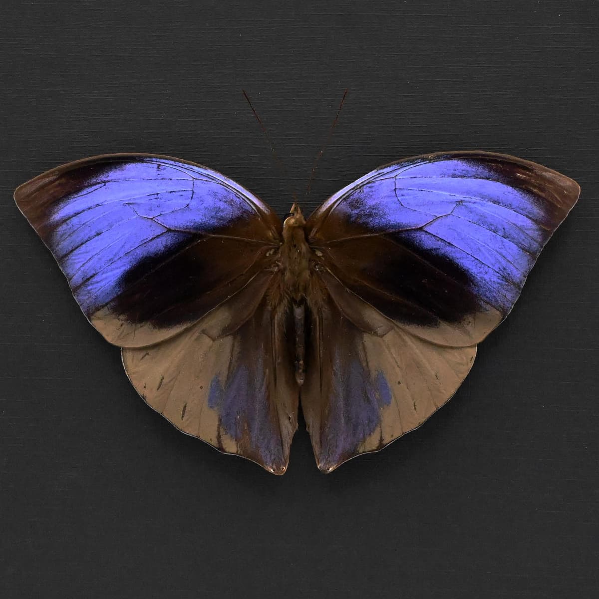 Real purple Giant Saturn butterfly framed taxidermy - Zeuxidia aurelius aurelius