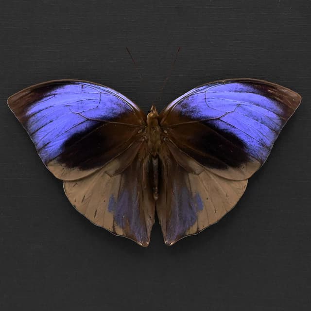 Real purple Giant Saturn butterfly framed taxidermy - Zeuxidia aurelius aurelius
