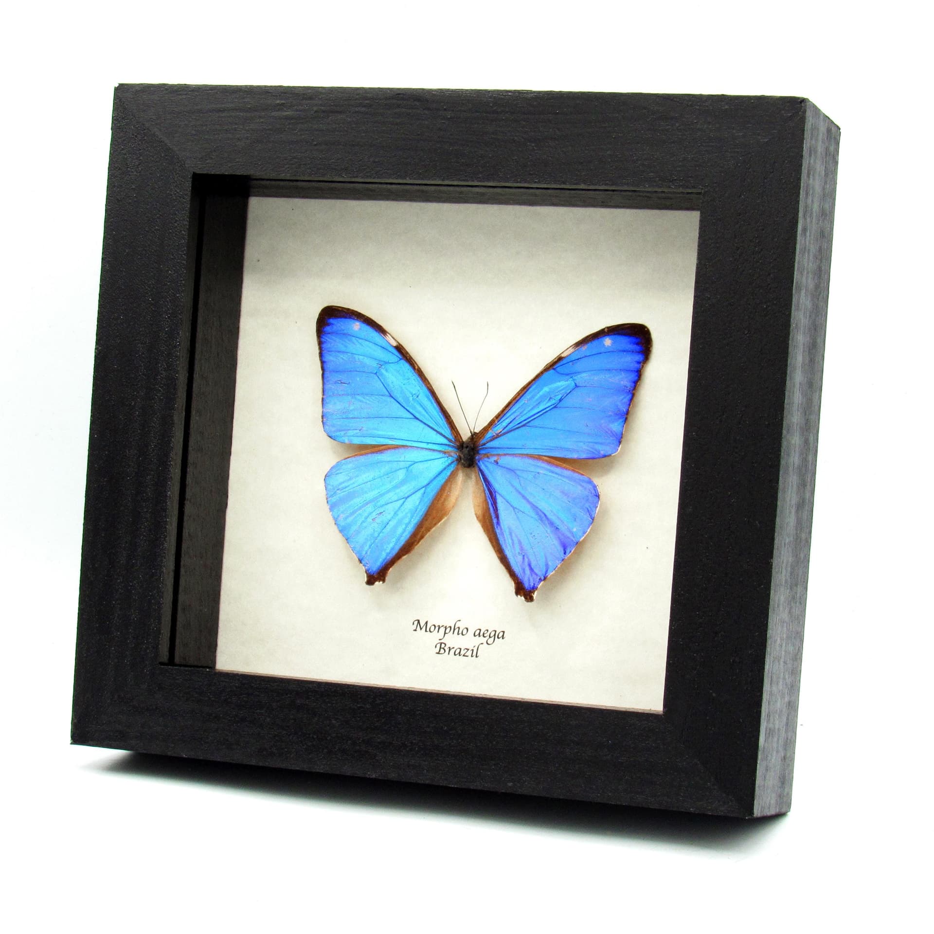 Real iridescent blue butterfly framed taxidermy - Morpho aega
