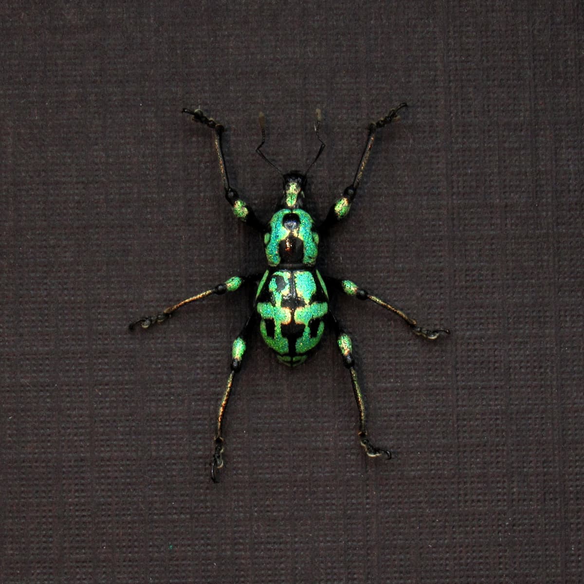 WEEVIL MANIA - Real metallic Weevil beetle framed taxidermy - Metapocyrtus subquadrulifer