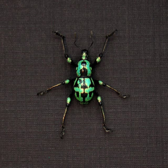 WEEVIL MANIA - Real metallic Weevil beetle framed taxidermy - Metapocyrtus subquadrulifer