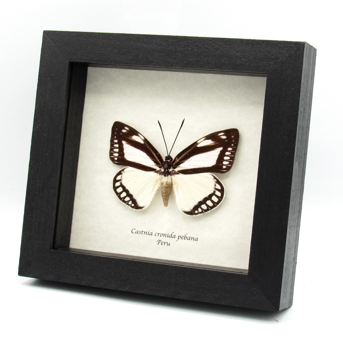 Rare Castnia moth framed taxidermy - Castnia cronida pebana - large female