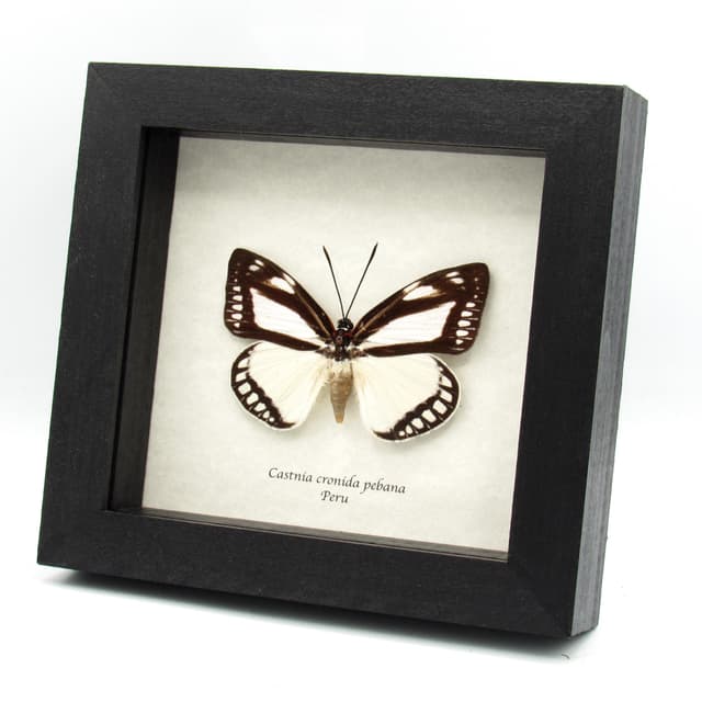 Rare Castnia moth framed taxidermy - Castnia cronida pebana - large female