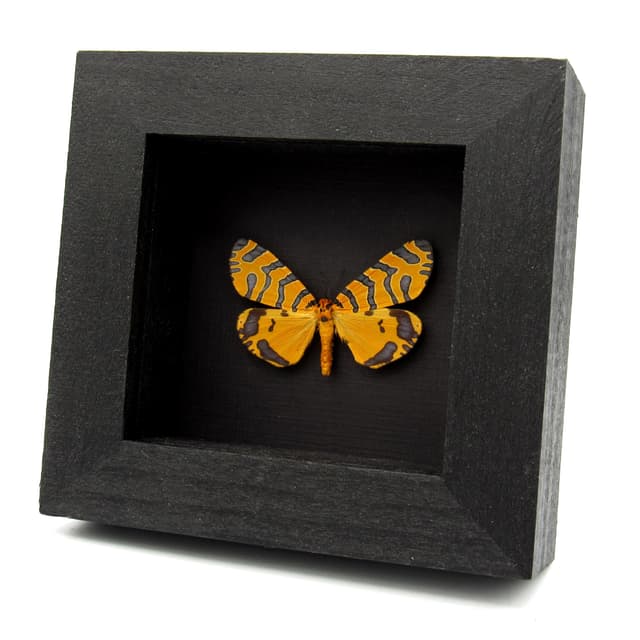 Rare framed taxidermy Tiger Moth - Amphicallia thelwalli tigris