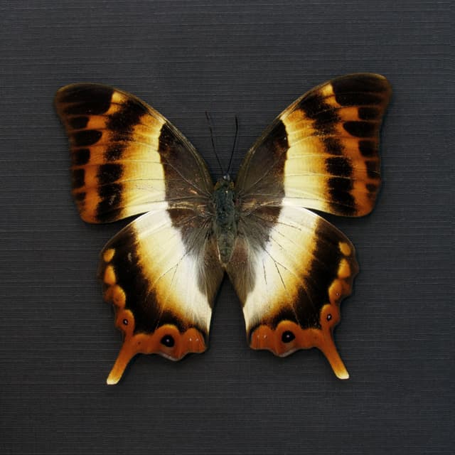 Rare female White Banded Palla butterfly framed taxidermy - Palla decius