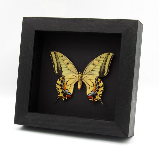 Rare XL Old World Swallowtail butterfly framed - Papilio machaon hippocrates - summer form female