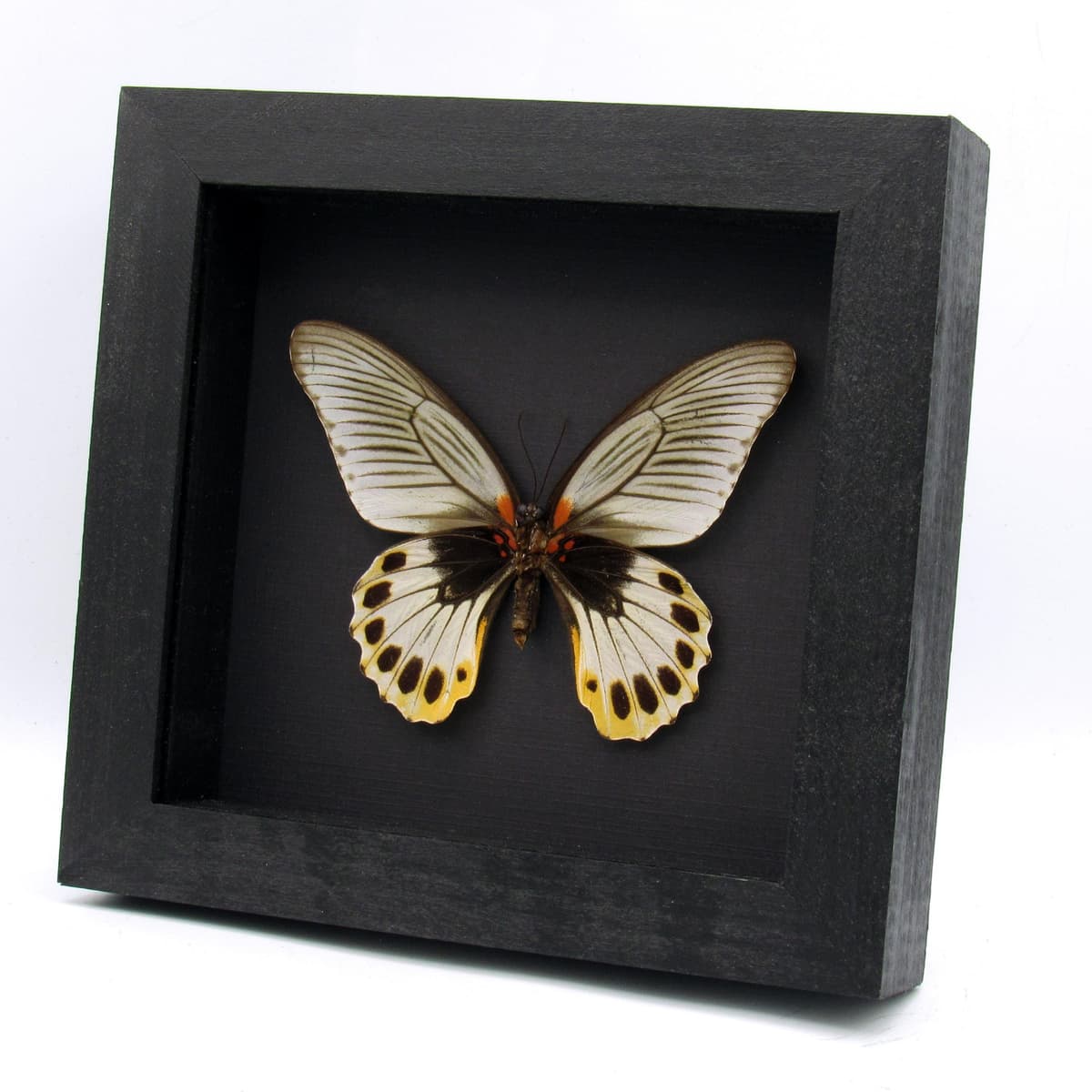 Rare Great Mormon butterfly framed taxidermy - Papilio memnon christianae - female
