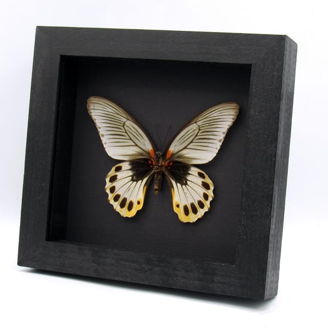 Rare Great Mormon butterfly framed taxidermy - Papilio memnon christianae - female