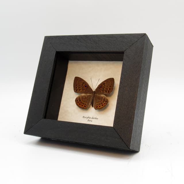 Real Metalmark butterfly framed taxidermy - Eurybia dardus