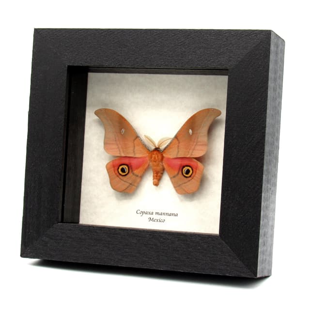 Rare pink Mexican Silk moth framed taxidermy - Copaxa mannana