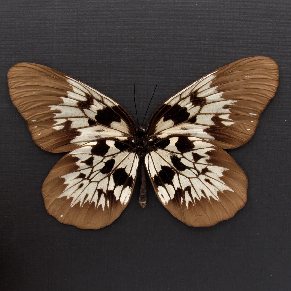 Real XL Tree Nymph butterfly framed taxidermy - Idea tambusisiana