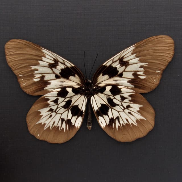 Real XL Tree Nymph butterfly framed taxidermy - Idea tambusisiana