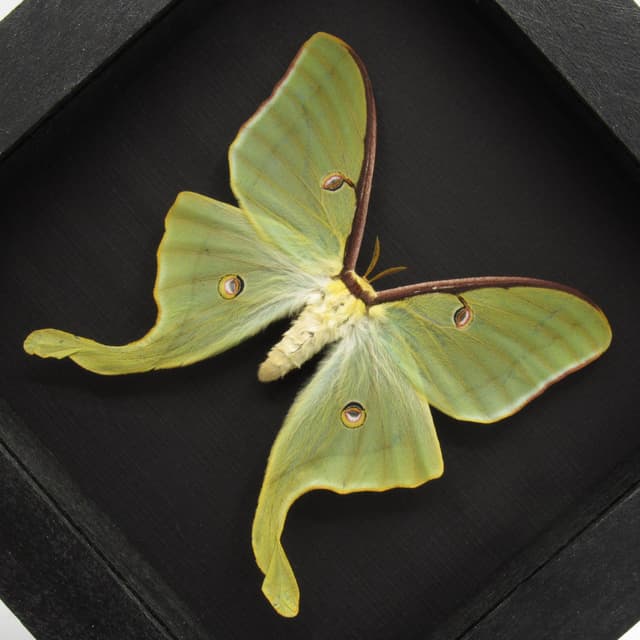 Real large Luna Moon moth framed taxidermy - Actias luna - spring form - female