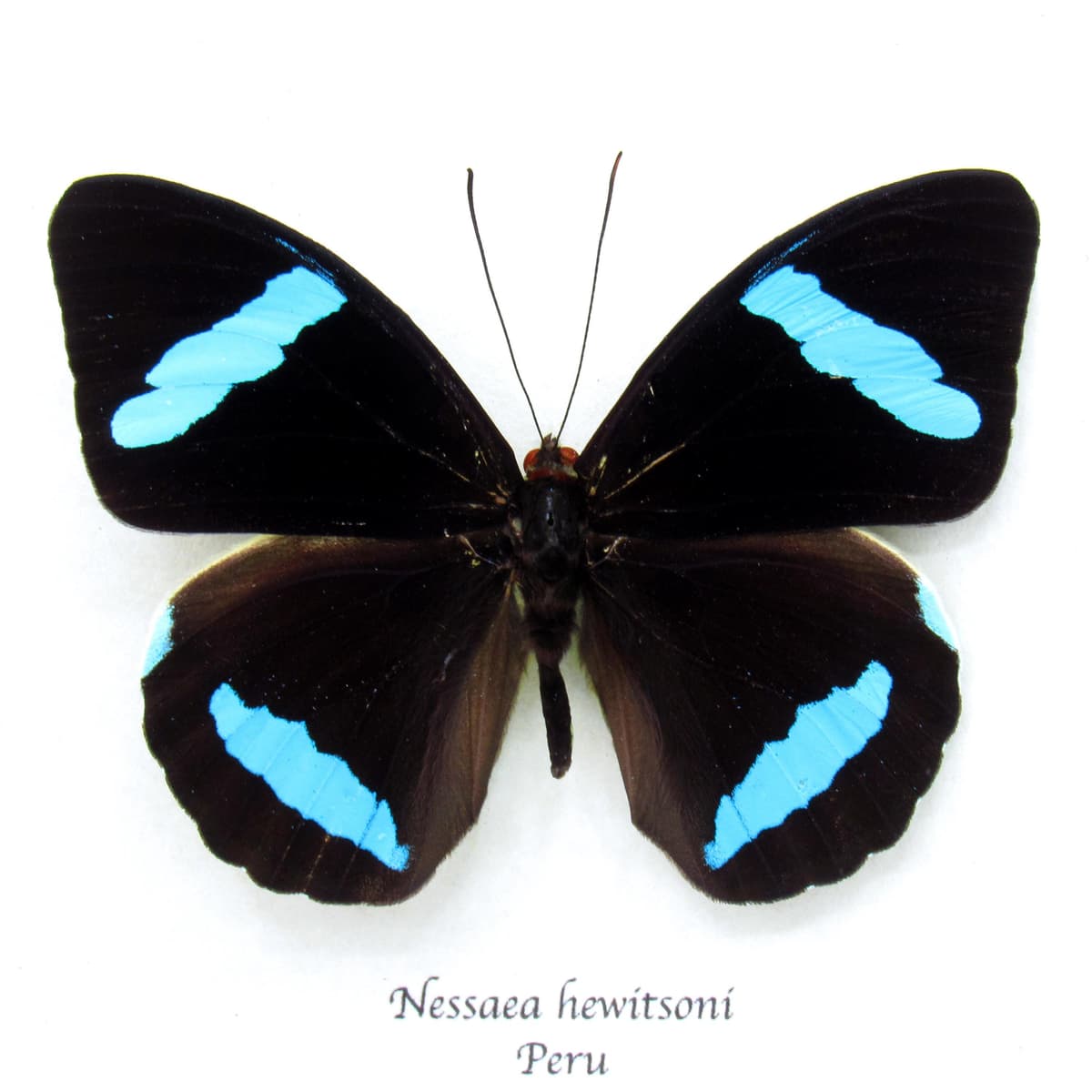 Rare electric blue Olivewing butterfly framed taxidermy - Nessaea hewitsoni