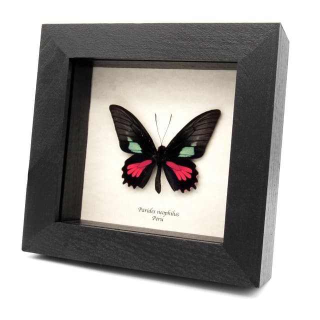 Real red Cattleheart butterfly framed taxidermy - Parides neophilus
