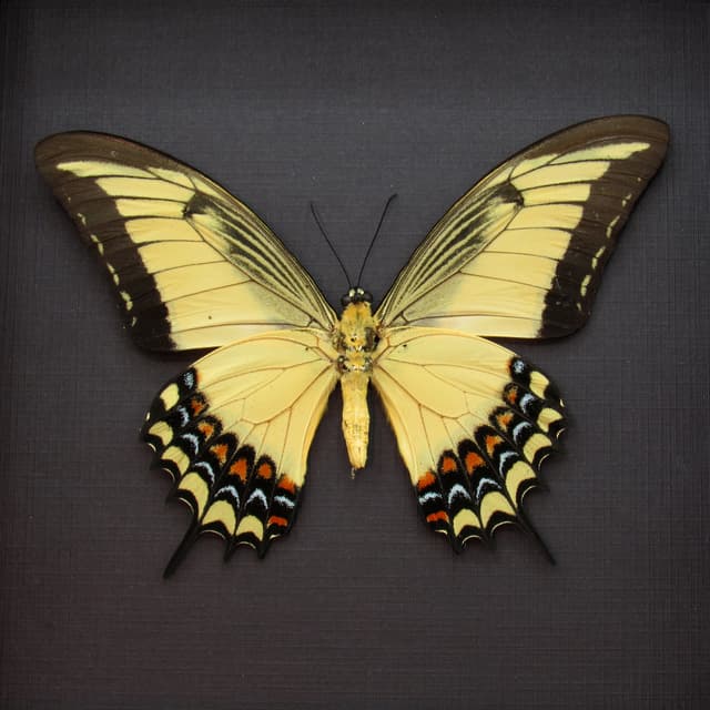 Large yellow Queen Swallowtail framed taxidermy - Papilio androgeus