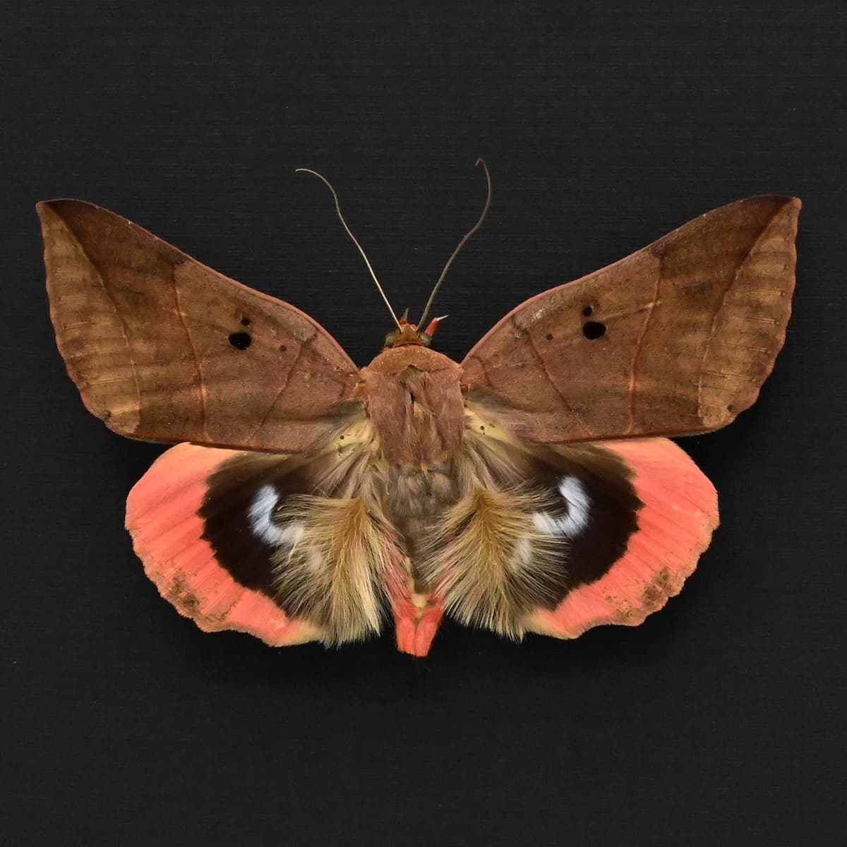 Real furry peach Underwing moth framed taxidermy - Thyas juno