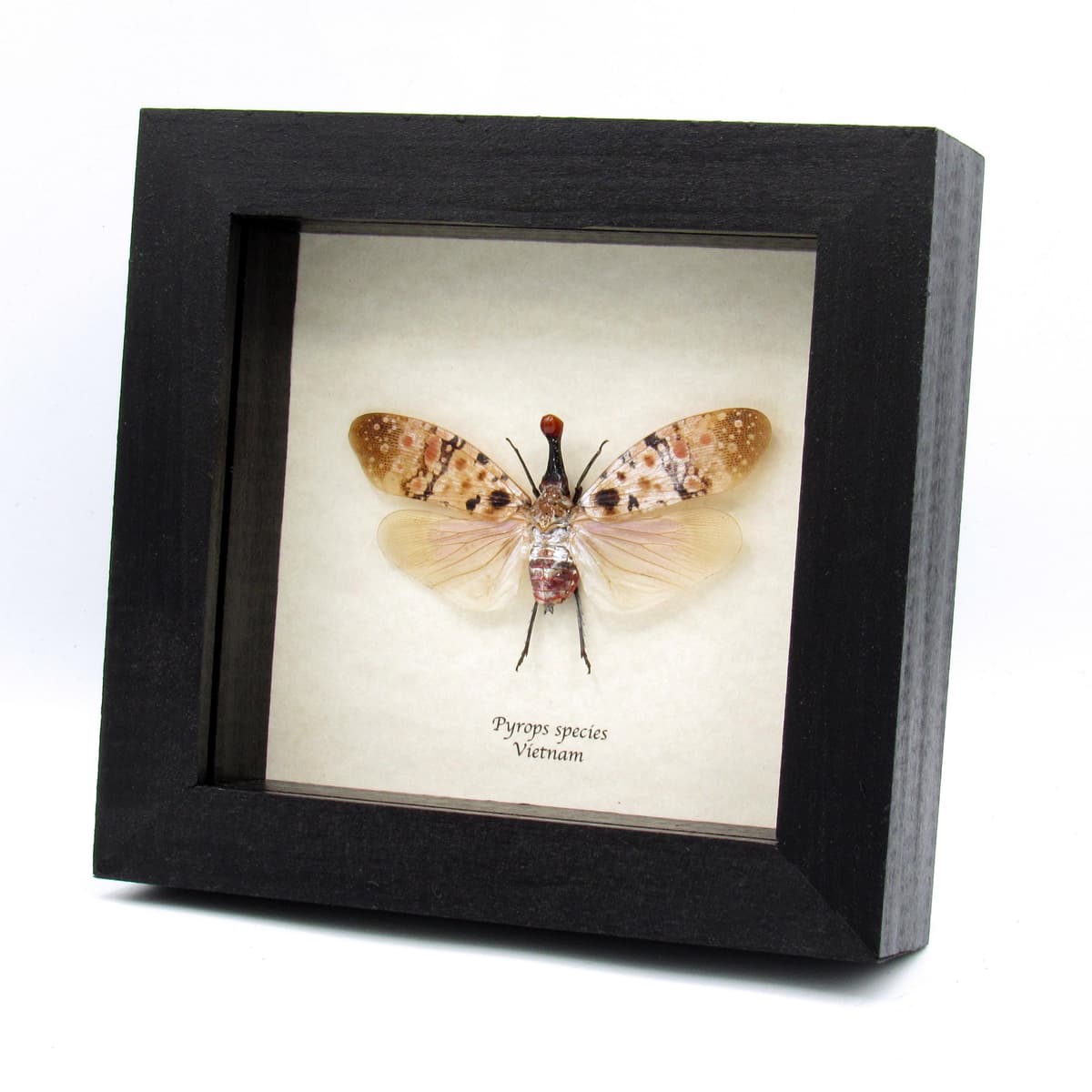 Rare red nosed Lanternfly framed taxidermy - Pyrops species