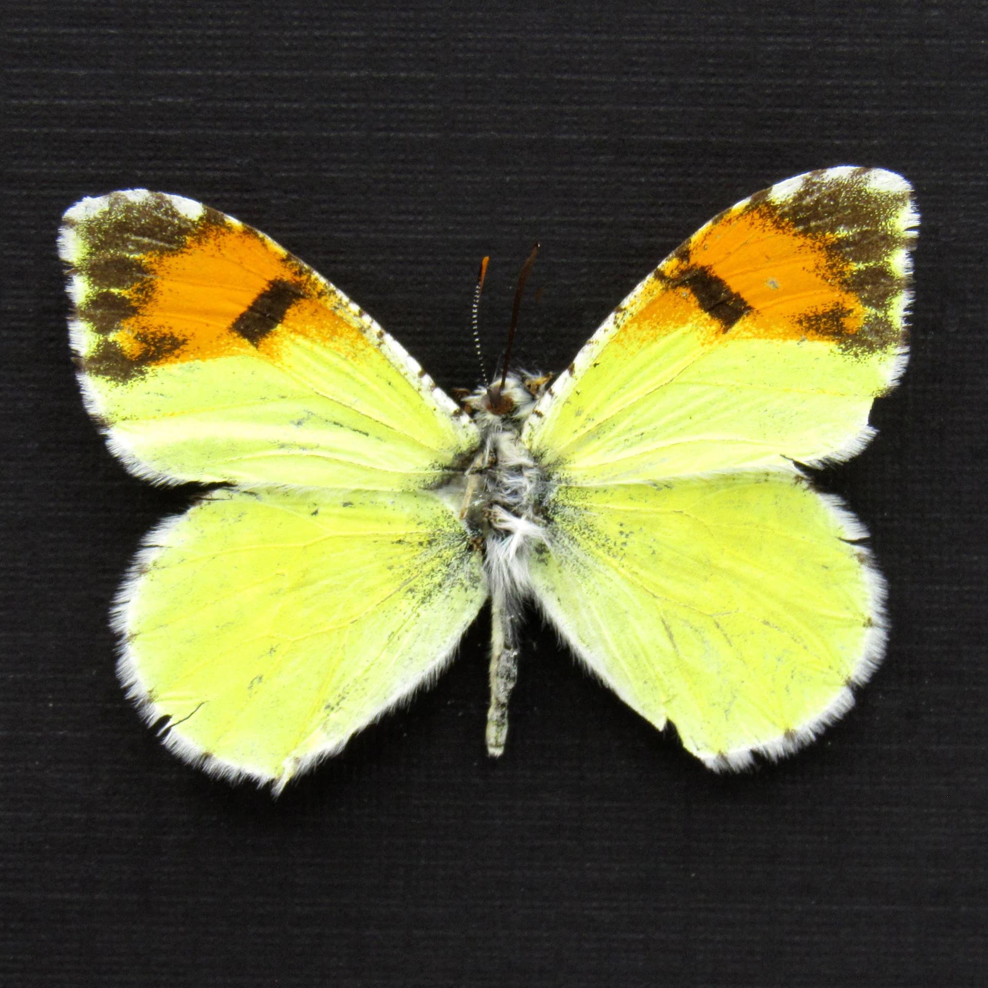 Real tiny Orange-tip butterfly framed taxidermy - Anthocharis pima