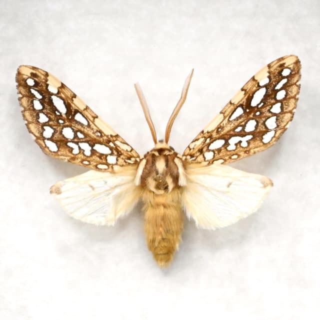 Tiny Hickory Tiger moth framed - Lophocampa caryae