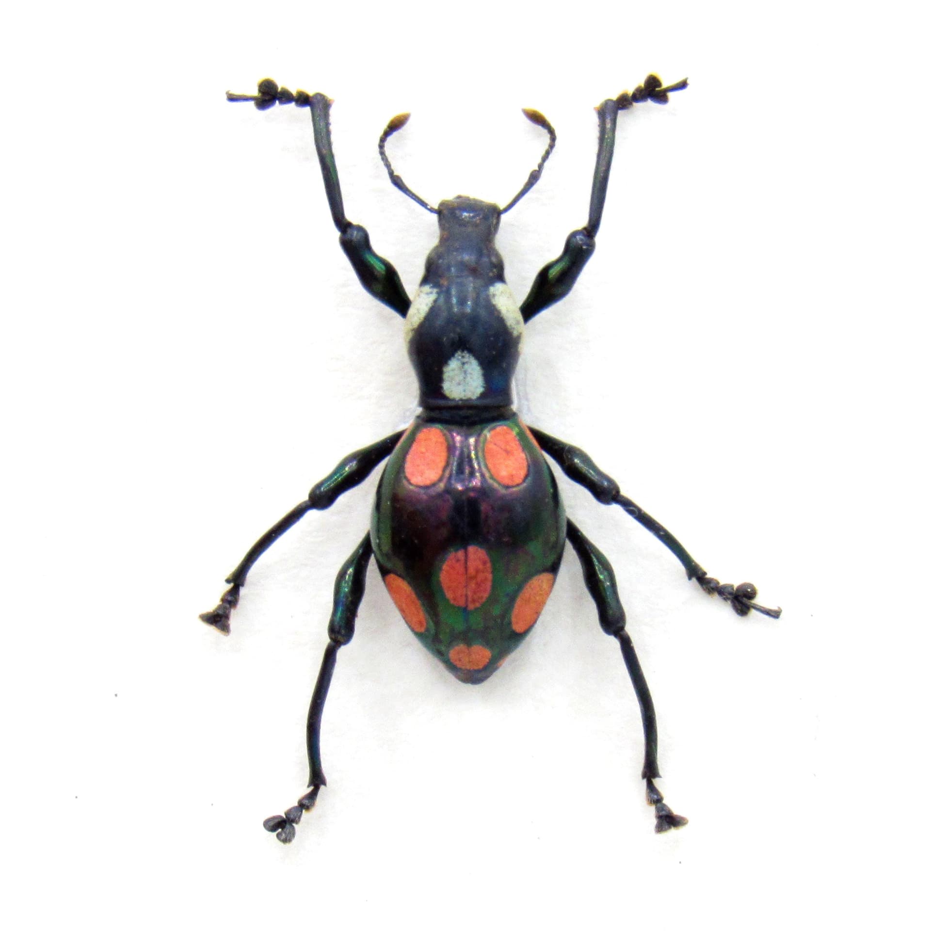 WEEVIL MANIA!  Real beetle framed taxidermy - Pachyrhynchus roseomaculatus
