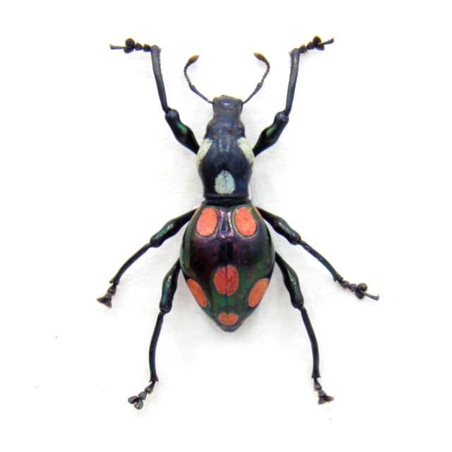 WEEVIL MANIA!  Real beetle framed taxidermy - Pachyrhynchus roseomaculatus