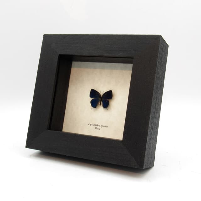 Tiny metallic blue butterfly framed taxidermy - Lycaenidae species