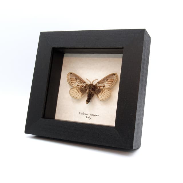 Real European Owl moth framed taxidermy - Brahmaea europaea