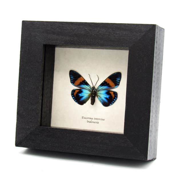 Rare metallic day moth framed taxidermy - Eucorma intercisa