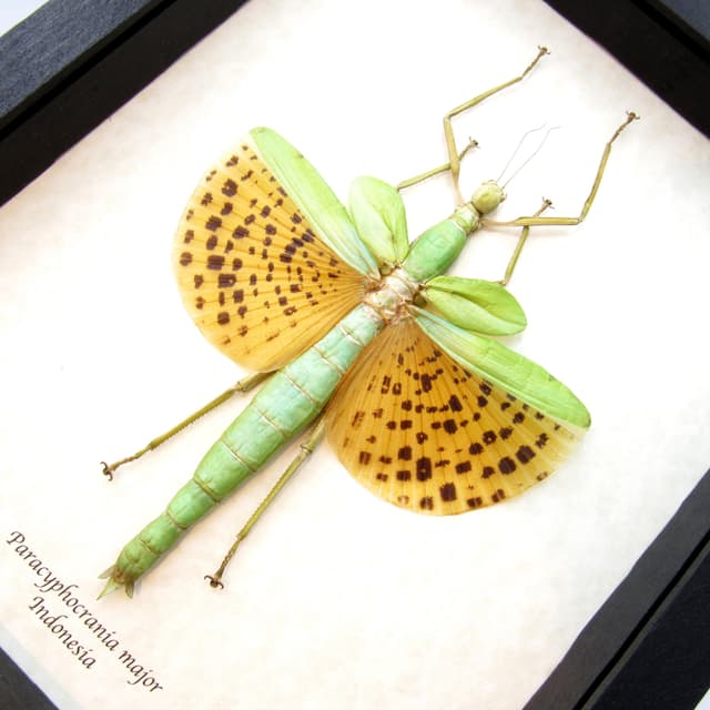 Rare GIANT winged Stick bug framed taxidermy - Paracyphocrania major