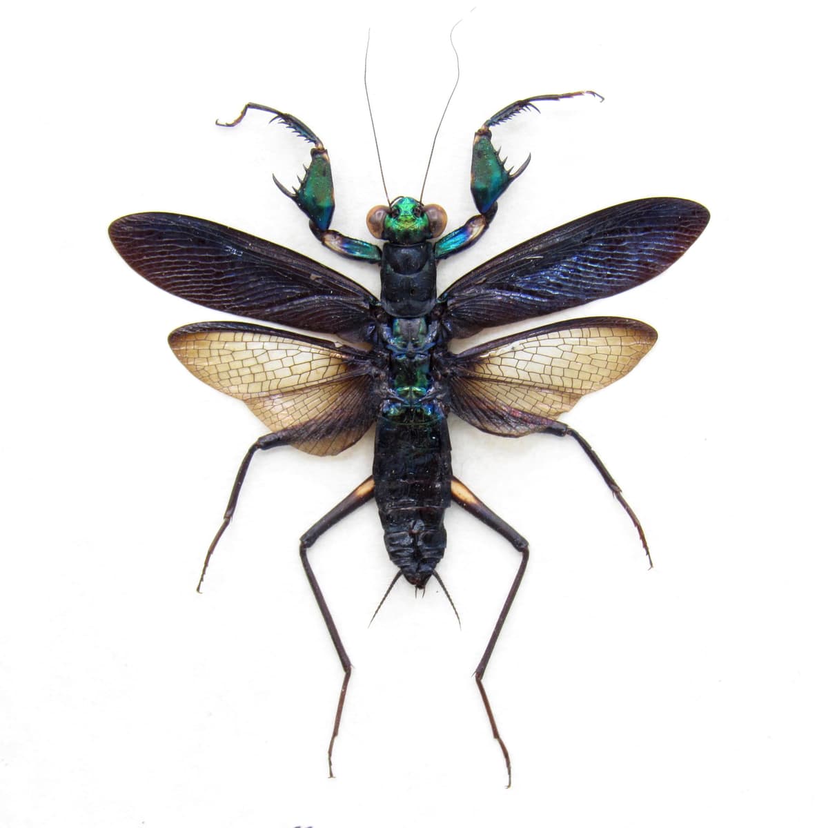 Real metallic mantis framed - Metallyticus splendidus - female