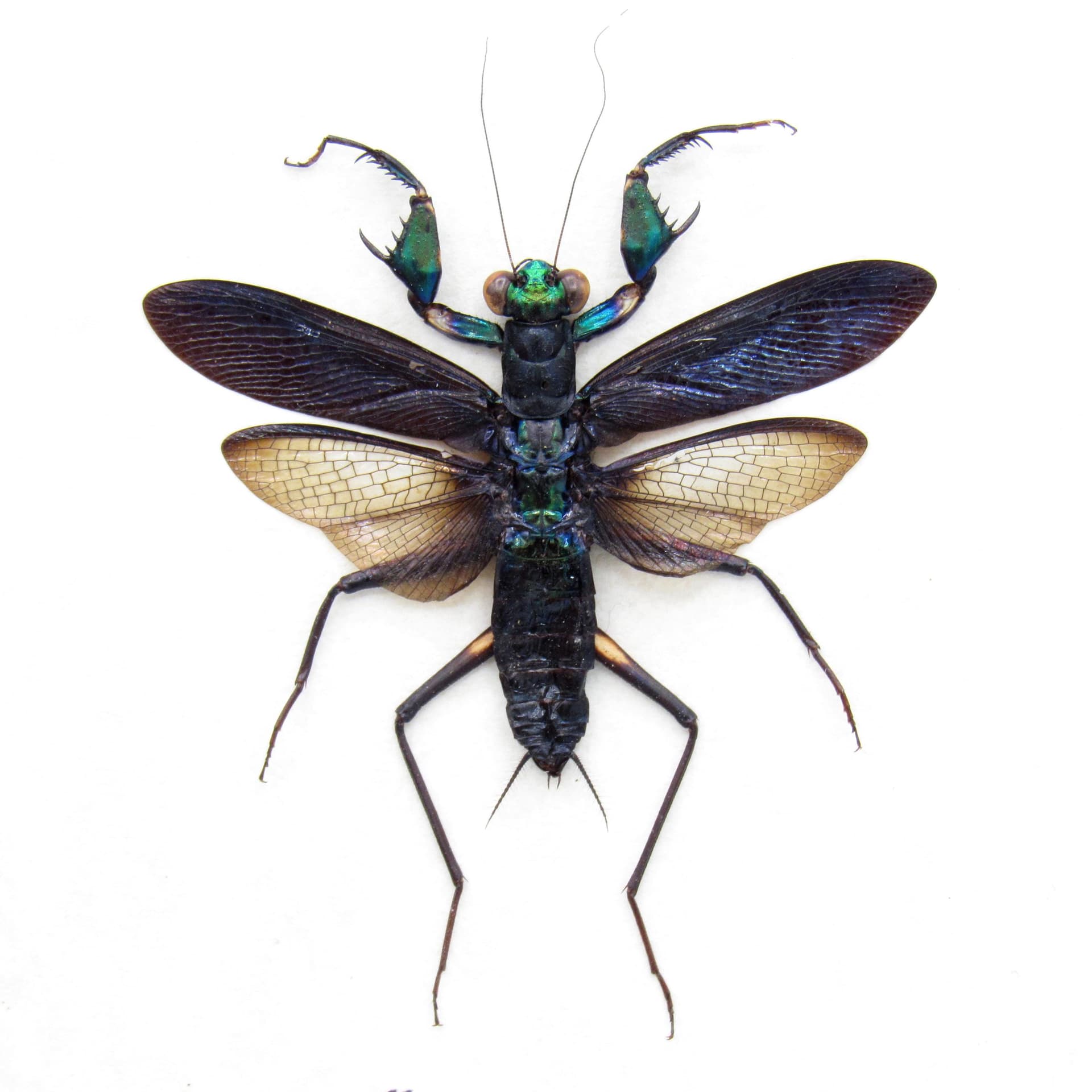 Real metallic mantis framed - Metallyticus splendidus - female